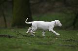 DOGUE ARGENTIN 280